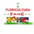   FLORICULTURA - TODAS AS VARIEDADES DE FLORES DE CORTE EM SÃO SEBASTIÃO DO CAÍ - RS